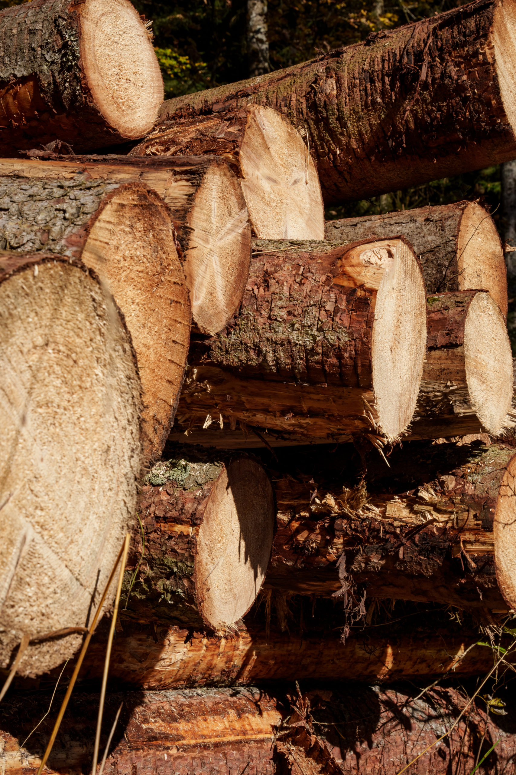 corporation_forestière_berra-gibloux_full_res_108